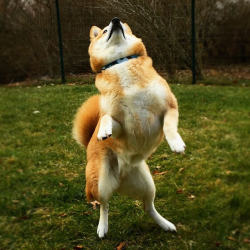 sheeba-inu:  Druce is doing his Friday Dance ;) #sarahspetsitting