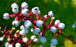 sixpenceee:  The Doll Eye plant (Actaea pachypoda) is one species