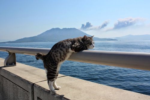 henk-heijmans:Cat overlooking the sea - by  Andrew Hitaylenko,