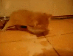 sweet-land-of-libertea:  infomercial kitten. why is no-one willing