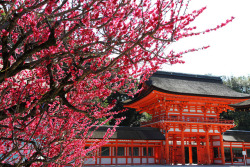 japan-mania:  Red Ume Blossoms and Traditional Red in Kyoto by