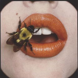 tri-ciclo:  irving penn, bee, new york, 1995 