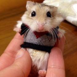 kniterly:  Hampster in a teeny knitted sweater! 
