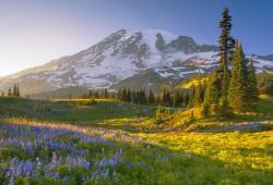 te5seract:  Bathed in Light- Mt. Rainier & As if in a Dream