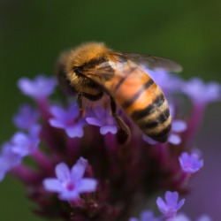 gohomebay:  late pollinators 