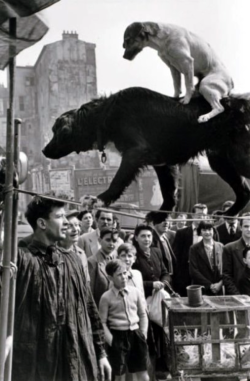 photos-de-france:  Marc Riboud - Deux chiens acrobates, Paris,