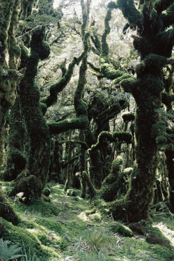 hugohunt:Lichen Clad [Portra 160]