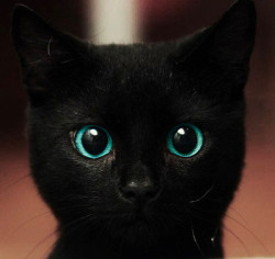 izzyhardie:  Kitten | via Tumblr on @weheartit.com - http://whrt.it/ZIieUh