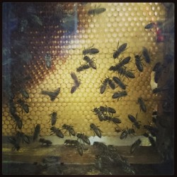 🐝 #bees #fair #honey 🍯