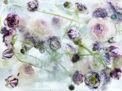 culturenlifestyle:  Frozen Flowers in Ice Resemble Exquisite