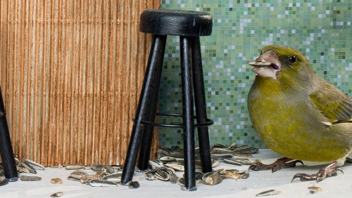 archiemcphee:  Norway has just emerged as a challenger for Japan’s title as Masters of Awesome Cuteness. These photos were taken on the set of “Piip-Show”, a live reality tv show following the lives of a cast comprised of wild birds and the occasional