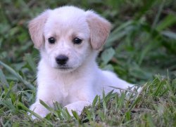 awwww-cute:  This is Zoey, she is 8 weeks old, and gets lost