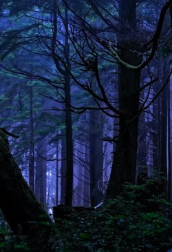 heyfiki:  Rainforest Night Magic by Fort Photo on Flickr. 