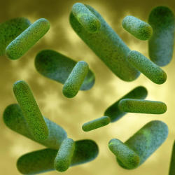 currentsinbiology:  Bacteria Communicate to Help Each Other Resist