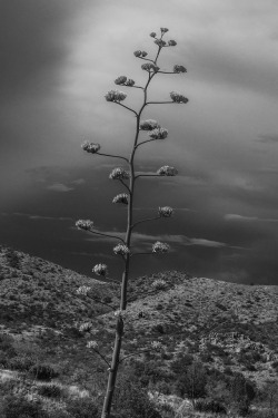 jesyme:Agave / Dragoon Mountains, July 2017 / Photography copyright