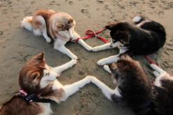asian:  doggies doing some dog ritual 