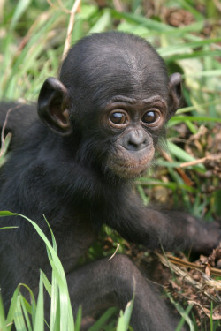 africanwildlifefoundation:  Bonobos whimper when they fail, just