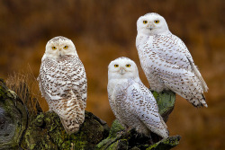 phototoartguy:  Three Little Ghosts by Stephen Oachs (ApertureAcademy.com)