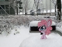 iamaleximusprime:  jumped-out-pinkieanswers:  its snowy! :D 