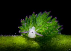 ftcreature:  Little Leaf Sheep Nudibranch Grazes Adorably Underwater