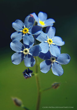 blooms-and-shrooms:  forget-me-not by cloe-patra 