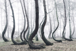 nevver:  Into the woods, Kilian Schönberger