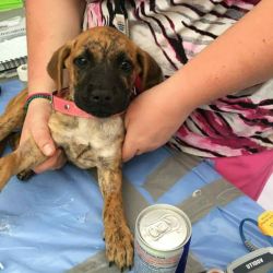 Clinic puppy! …. So freaking cute! #worldvets #adoptdontshop