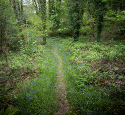 thefierybiscuit:  Follow the woodland path- Coed Llettywalter.