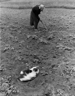 vintage-sweden: Farmer and her cat, 1950s, Sweden.