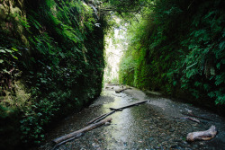 kasieisdell:  Fern Canyon California   I need to remember about