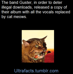 ultrafacts:  The Meowstro Sings — Guster’s Keep It Together