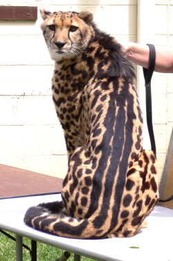  King Cheetah. The king cheetah is a rare mutation of the cheetah
