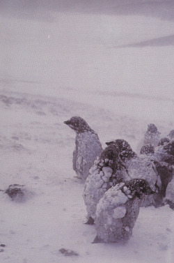 plant-scans:  Young king penguins in winter, AntarcticaLife on