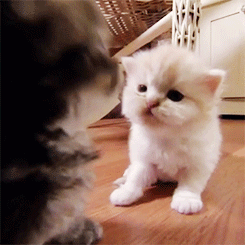 fuck-yeah-kittycat:  Munchkin Kitties (x) 