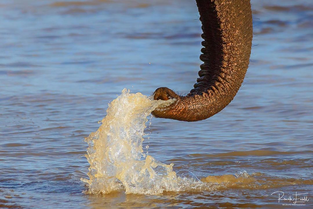 <p>#water is #life #wildlifephotosafari  #elephant #mammals #gentlegiant #big5 #water #wildlife #wildlifephotography #wildgeography #wildlifelovers #wild #wildlifeplanet #nature #naturephotography  #natgeowild #nationalgeographic #africageophoto #africageographic #wildanimals #wildography #wildographydudette #wildshots #safariphoto #photooftheday #wildlife_perfection #canon #krugerthroughmyeyes #wildlifeofinstagram #bbcwildlifepotd .<br/>
@renataewaldwildlifephotography<br/>
<a href="https://www.instagram.com/p/CFLBzYAg9Rq/?igshid=vfow3c516m5w">https://www.instagram.com/p/CFLBzYAg9Rq/?igshid=vfow3c516m5w</a></p>