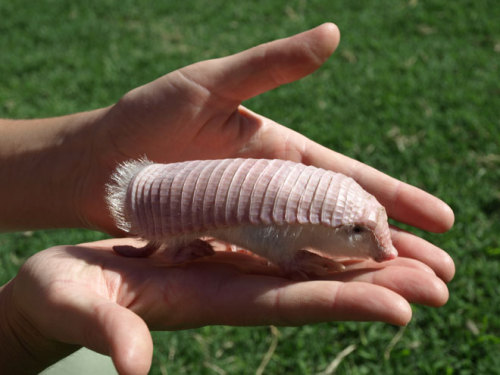opossummypossum:  I present to you: another underappreciated lifeform. This is a pink fairy armadillo. Yes, that’s its actual name. Yes, it really exists. Yes, it kind of looks like a tiny leucistic mole stole its armor from a prawn.  PINK ARMORED DIGGY