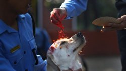 backpackjam:  In Nepal they have a festival that honours dogs