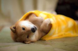 awwww-cute:  Much Wow in This Yellowish Blanket (Source: http://ift.tt/1NU7zjI)