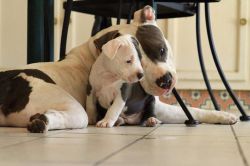 dogsandpupsdaily:   - American Pitbull Terrier. Want more? Follow:http://dogsandpupsdaily.tumblr.com/