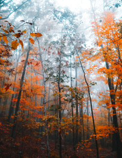joshuascarlson:  Autumn in Arkansas6 photographs from the Fall