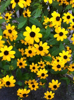 toastoat:it’s raining but these flowers are so bright!