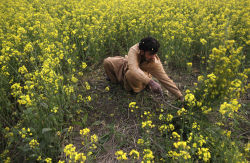 fotojournalismus: A farmer harvests mustard from his field on
