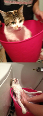 blackcatkin:  catbountry:  lolfactory:   My cat thought she was