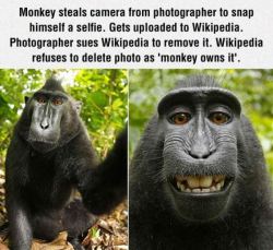 lol  That fucking monkey is about 1000x more photogenic than