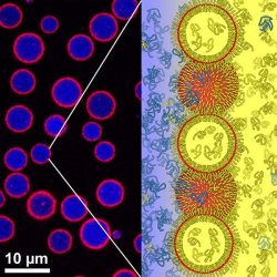 currentsinbiology:  New artificial cells mimic nature’s tiny