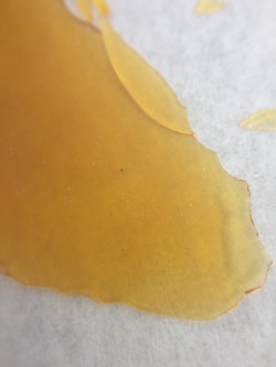 veraisastoner:Candy Jack nug run shatter