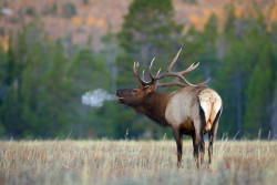 liquid-consciousness:   	Bull Elk Bugling on Cold Morning by
