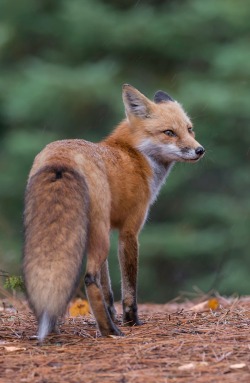 beautiful-wildlife:  The world around … by Daniel Parent