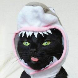 satanicspacecat:  tendergoth:  dailyblep:  Shark blep.dailyblep.tumblr.com