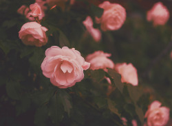 drxgonfly: Summer & Nature (by Josipa M.) I love flowers! 